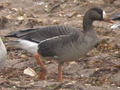 Greenland White-fronted Goose